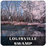 Louisville Swamp