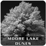 Moore Lake Dunes